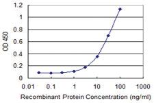 Anti-MSRB2 Mouse Monoclonal Antibody [clone: 3F12]