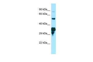 Anti-SPG21 Rabbit Polyclonal Antibody