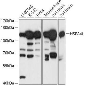 Western blot analysis of extracts of various cell lines, using Anti-HSPA4L Antibody (A306461) at 1:1000 dilution. The secondary Antibody was Goat Anti-Rabbit IgG H&L Antibody (HRP) at 1:10000 dilution. Lysates/proteins were present at 25 µg per lane