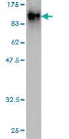 Anti-EIF4G3 Mouse Monoclonal Antibody [clone: 1B4]