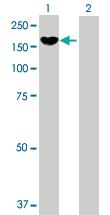 Anti-PCDH8 Mouse Polyclonal Antibody