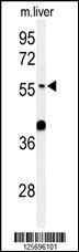 Anti-ATL3 Rabbit Polyclonal Antibody (Biotin)