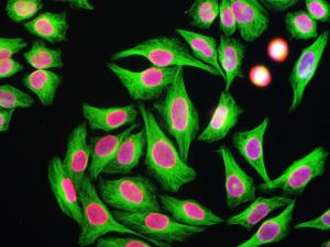 HeLa cells stained with Anti-Beta Tubulin Antibody (green), Anti-Lamin A/C Antibody (A85443 / red) and DNA (DAPI / blue). The Anti-Beta Tubulin Antibody reveals strong microtubular staining in the cytoplasm of HeLa cells, while the Lamin A/C localizes in the nuclear membrane.