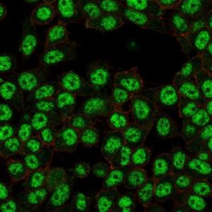 Immunofluorescent analysis of PFA fixed HeLa cells stained with Anti-NF-kB p65 Antibody [PCRP-RELA-2B6] followed by Goat Anti-Mouse IgG (CF&#174; 488) (Green). Counterstain is Phalloidin-CF&#174; 640A (Red).