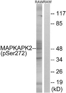 Western blot analysis of lysates from RAW2647 cells treated with UV 15' using Anti-MAPKAPK2 (phospho Ser272) Antibody The right hand lane represents a negative control, where the antibody is blocked by the immunising peptide