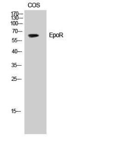 Western blot analysis of HepG2 cells using Anti-Epo-R Antibody