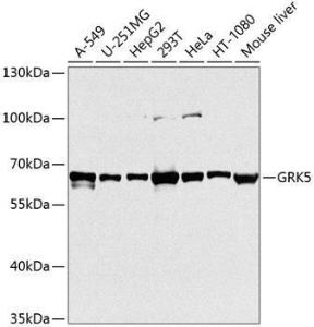 Western blot analysis of extracts of various cell lines, using Anti-GRK5 Antibody (A11696) at 1:1000 dilution