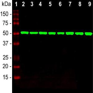 Western blot analysis of equal amounts of cell line and whole brai