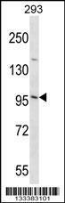 Anti-EMILIN3 Rabbit Polyclonal Antibody (HRP (Horseradish Peroxidase))