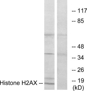 Anti-Histone H2A.XK5ac + Histone H2AK5ac Rabbit Polyclonal Antibody