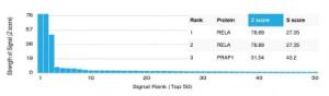 Analysis of protein array containing more than 19,000 full-length human proteins using Anti-NF-kB p65 Antibody [PCRP-RELA-2B6