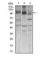 Anti-NBS1 Mouse Monoclonal Antibody [clone: 7E4A2]