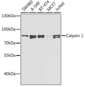 Western blot analysis of extracts of various cell lines, using Anti-Calpain 1 Antibody (A306465) at 1:1,000 dilution The secondary antibody was Goat Anti-Rabbit IgG H&L Antibody (HRP) at 1:10,000 dilution Lysates/proteins were present at 25 µg per lane