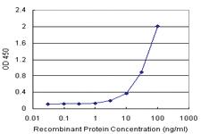 Anti-GYG2 Antibody Pair