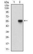 Anti-NBS1 Mouse Monoclonal Antibody [clone: 7E4A2]