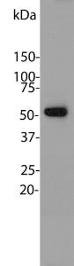 Blot of HeLa cell lysates blotted with Anti-Beta Tubulin Antibody. Note the single sharp clean band corresponding to ß-tubulin at 55 kDa.