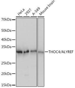 Anticorps monoclonal de lapin anti-Aly/Ref [Clone : ARC0959]