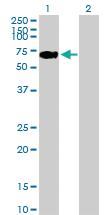 Anti-LONRF2 Mouse Polyclonal Antibody