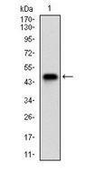 Anti-NBS1 Mouse Monoclonal Antibody [clone: 7E4A2]