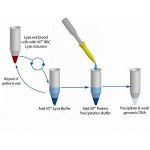 ADN des cellules sanguines XIT™