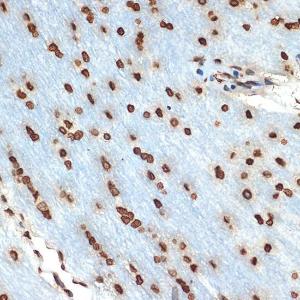 Immunohistochemistry analysis of paraffin-embedded rat brain using Anti-Histone H2B Antibody [ARC2337] (A306466) at a dilution of 1:100 (40x lens). Perform microwave antigen retrieval with 10 mM Tris/EDTA buffer pH 9.0 before commencing with IHC staining protocol.