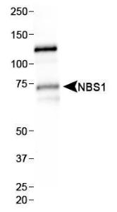 Anti-NBS1 Mouse Monoclonal Antibody [clone: 7E4A2]