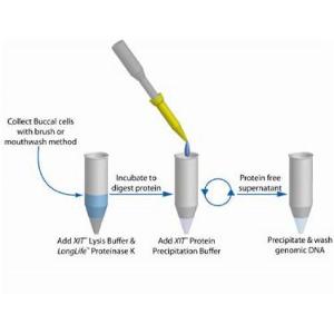 ADN des cellules buccales XIT™