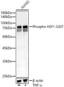 Antibody A309386-100 100 µl