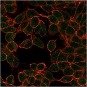 Immunofluorescent analysis of PFA-fixed HeLa cells stained with Anti-MiTF Antibody [PCRP-MITF-1D9] followed by Goat Anti-Mouse IgG (CFand#174; 488) (Green). CFand#174; 640A Phalloidin (Red)