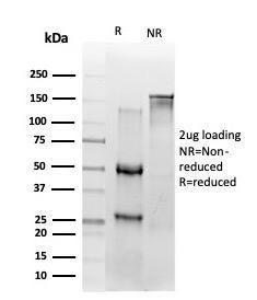 SDS-PAGE analysis of Anti-NF-kB p65 Antibody [PCRP-RELA-2B6] under non-reduced and reduced conditions; showing intact IgG and intact heavy and light chains, respectively. SDS-PAGE analysis confirms the integrity and purity of the antibody.