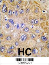 Anti-THY1 Rabbit Polyclonal Antibody (HRP (Horseradish Peroxidase))