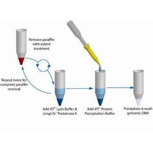 ADN des cellules FFPE XIT™