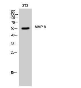 Western blot analysis of 3T3 cells using Anti-MMP-8 Antibody