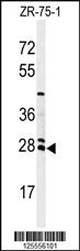 Anti-NAT8 Rabbit Polyclonal Antibody