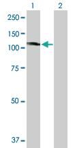 Anti-KIF20A Mouse Polyclonal Antibody