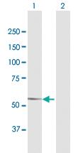 Anti-DMAP1 Mouse Polyclonal Antibody