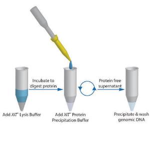 ADN pour l'isolation de l'ADN sans protéine XIT™