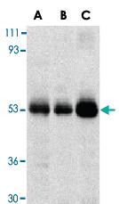 Anti-TRIM5 Rabbit Polyclonal Antibody