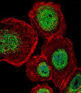 Anti-LEF1 Rabbit Polyclonal Antibody (FITC (Fluorescein Isothiocyanate))