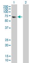 Anti-FEM1B Mouse Polyclonal Antibody