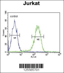 Anti-UBTF Rabbit Polyclonal Antibody