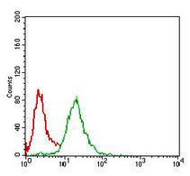 Anti-NBS1 Mouse Monoclonal Antibody [clone: 7E4A2]