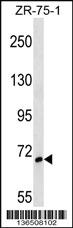 Anti-SH3BP1 Rabbit Polyclonal Antibody