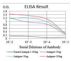 Anti-NBS1 Mouse Monoclonal Antibody [clone: 7E4A2]