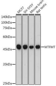 Western blot analysis of extracts of various cell lines, using Anti-MTFMT/FMT Antibody (A306468) at 1:1,000 dilution