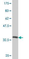 Anti-COL16A1 Mouse Polyclonal Antibody