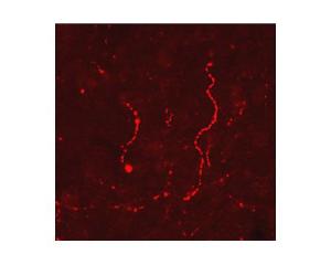 Immunohistochemical staining in rat ventral periaqueductal grey matter (PAG). 4% paraformaldehyde fixed rat brain crystostat sections (10 µm) were incubated overnight at 4°C with Rabbit polyclonal antibody to human beta Lipotropin (10 µg/ml).