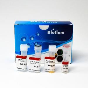 Caspase-8 IETD-R110 fluorometric HTS assay kit