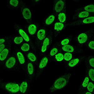 Anti-Cyclin B1 antibody