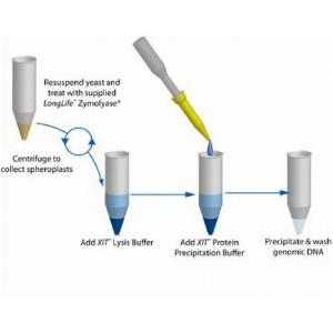 ADN de cellules de levure XIT™